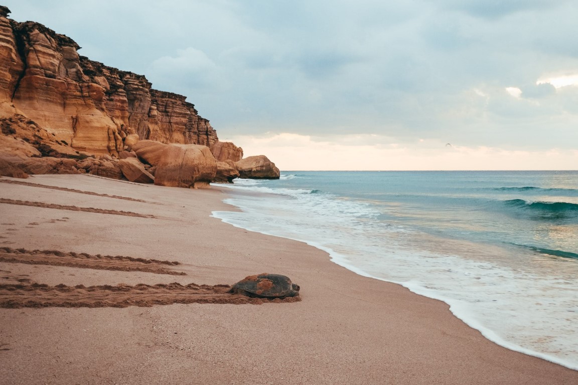 Ras Al Jinz Turtle Reserve